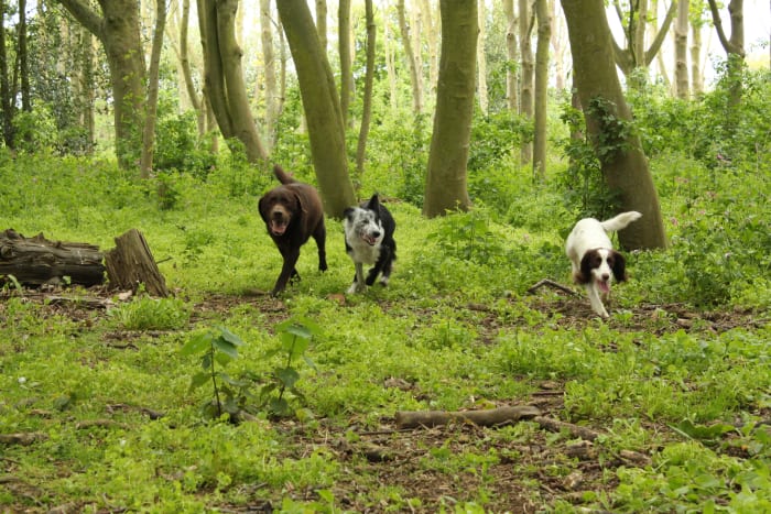 Dogs' knees undergo a lot of stress on a daily basis as they walk and run around. If the kneecap is prone to slipping, this can lead to injury, pain, and eventually surgery.