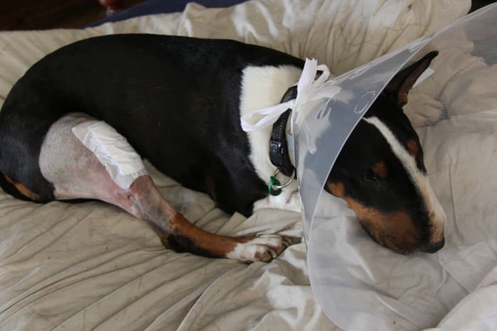 If it's severe or is not treated early enough, there may be no option but to surgically reinforce the knee.