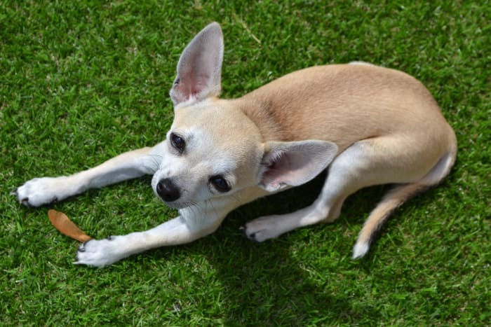 Chihuahuas are one of the top breeds predisposed to patellar luxations. They often present with severe grades (3 and 4).