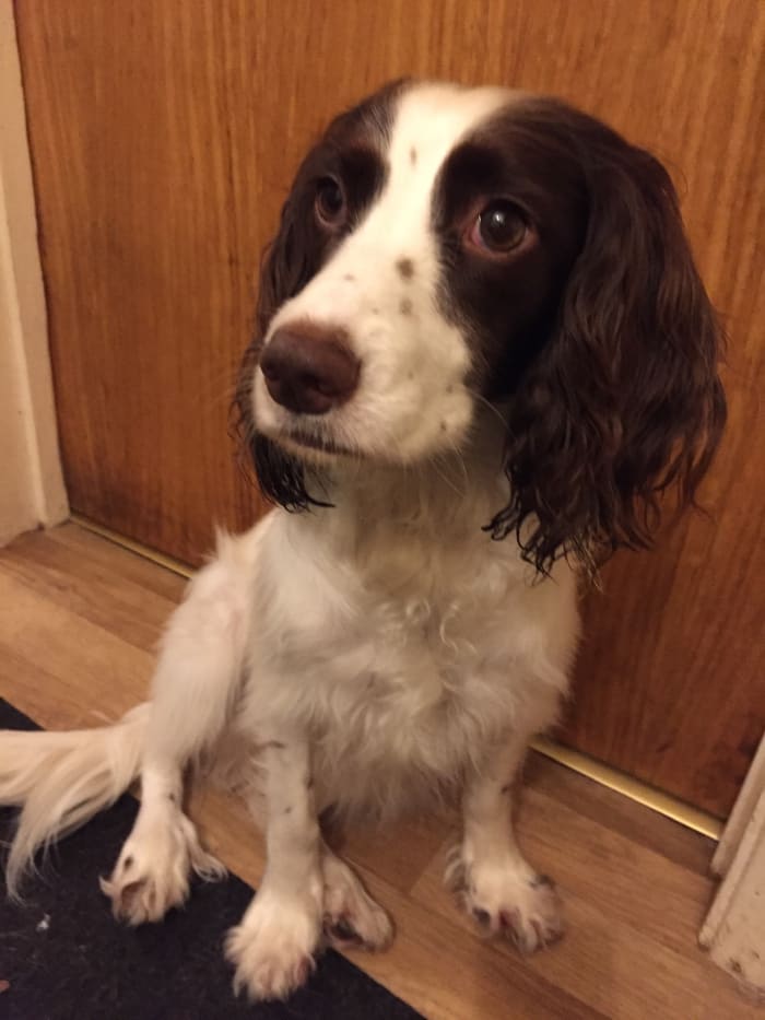 This dog has a luxating patella and demonstrates the classic symptom of a "lazy" or "puppy" sit.