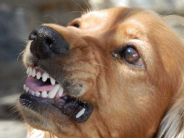 help-my-dog-is-aggressive-when-woken-up