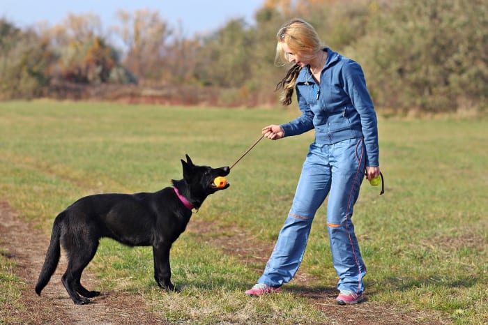 how-to-start-german-shepherd-obedience-training