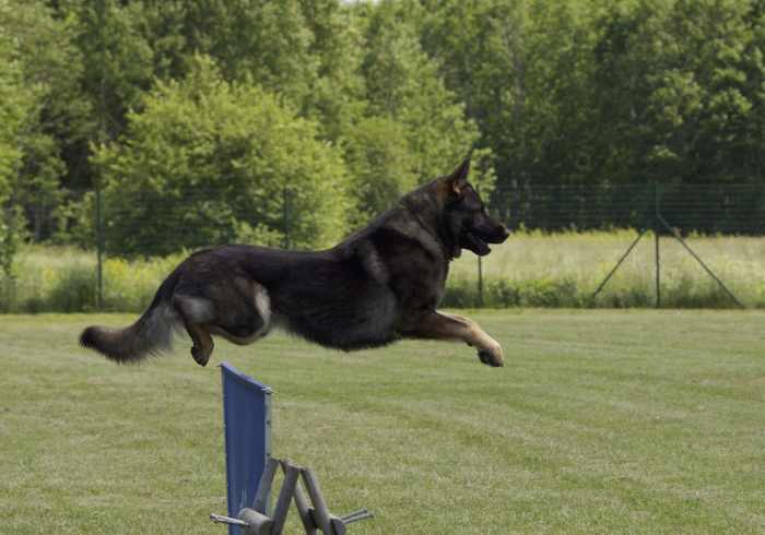 how-to-start-german-shepherd-obedience-training