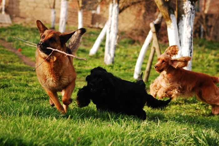 how-to-start-german-shepherd-obedience-training