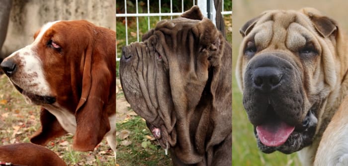 Different forms of extreme skin excess in the face.