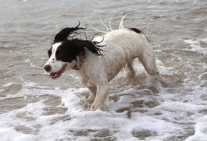 Leptospirosis cannot be acquired from salt water, but it can be acquired from carcasses or stagnant water at the beach.