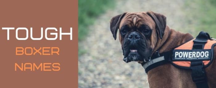 100+ Rough and Tough Boxer Dog Names - PetHelpful - By fellow animal