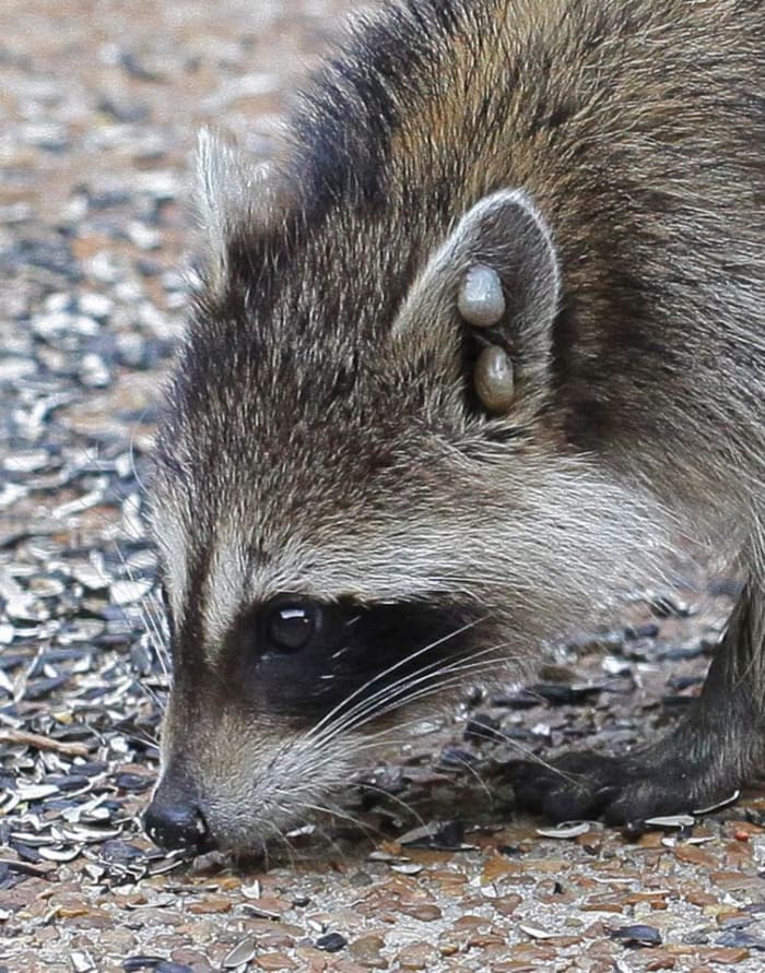 As you can see, raccoons have their own problems to deal with just like all wildlife. In this case, it's large, blood-sucking deer ticks that hopefully will fall off soon. You may feel sorry for them and some may be friendly but don't touch one!
