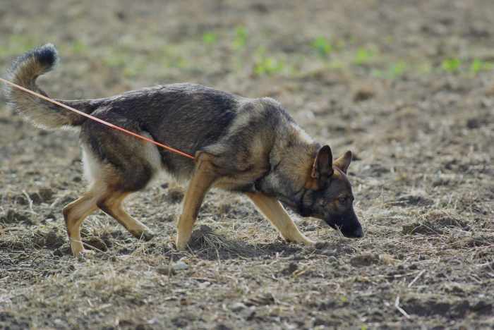 schutzhund-training-for-german-shepherds