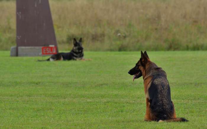 German Shepards Have an Incredible Sense of Smell