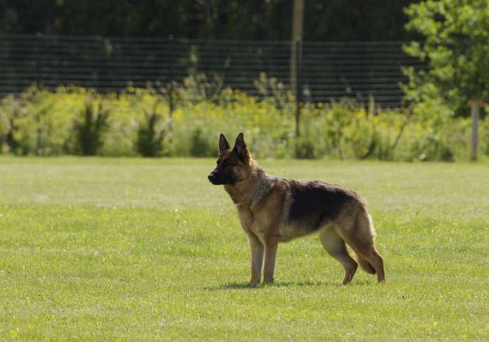 Schutzhund Actually Means "Protection Dog"