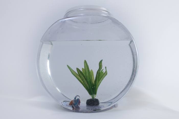 Larger aquariums have their weaknesses, but small fishbowls are particularly vulnerable. They are lightweight and can easily be knocked over or off their perch.