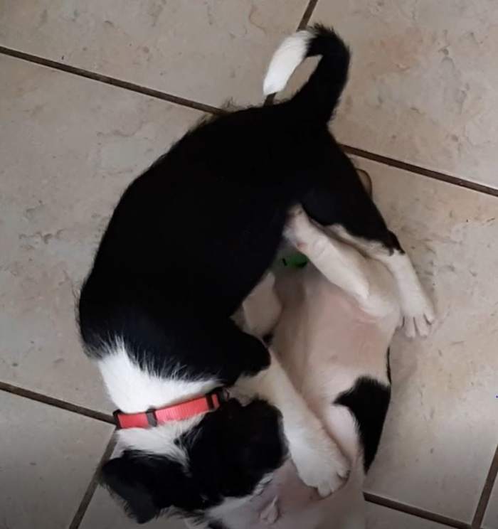 Wrestling and competing over things is very common in puppies this age.