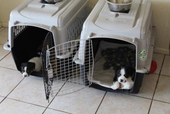 At seven weeks, puppies object to being crated even if briefly. Lots of positive associations need to be made with the crate at this age. I like to keep the crates open so puppies voluntarily "crate themselves."