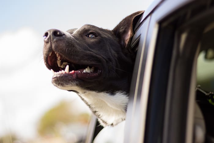 If your dog is protective and likely to bite if someone walks by this fellow, figure out something else to keep all parties out of trouble.