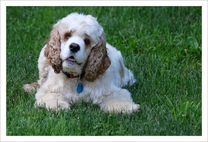 The American Cocker Spaniel is not recognised by the KC as coming in the merle pattern, but is recognised by the AKC.