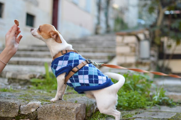 Dog owners can use their dog's kibble if they mix in some organic, low-sodium hot dog slices for added aroma and flavor.