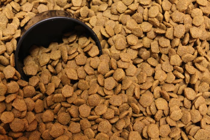 Dogs who are free-fed are often not interested in being trained with food.
