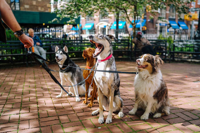 Dogs that are "over the threshold" might not respond to food.