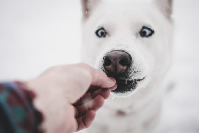 Experiment with a variety of treats and foods.