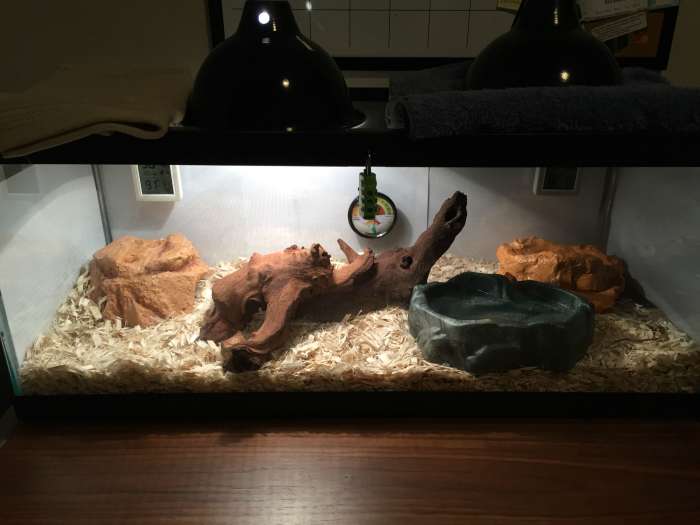 Ball Python Care Guide PetHelpful