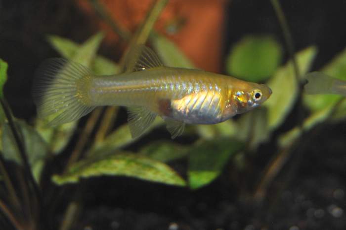 Pregnant gold (blond) guppy showing gravid spot. The gravid spot is darker on a normal colored guppy.