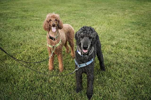 These two standard poodles are sporting a front-attachment harness.