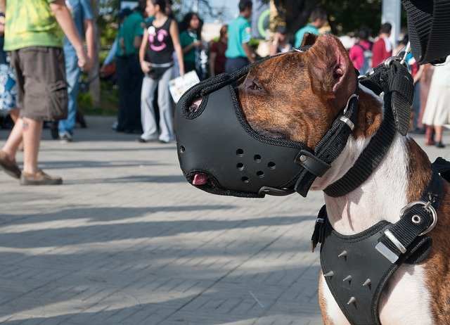 how-to-walk-a-dog-who-is-aggressive-towards-other-dogs
