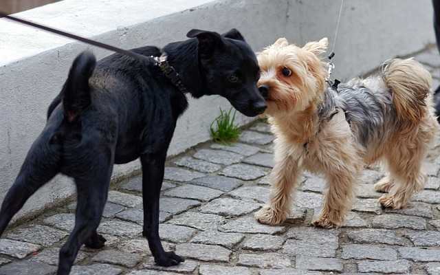 These dogs are meeting face-to-face with tense leashes. Notice their tense body posture.