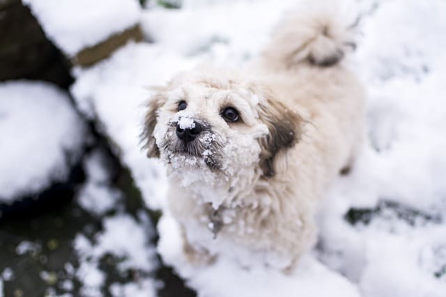 For some dogs, being sent outside to potty in the cold feels like punishment.