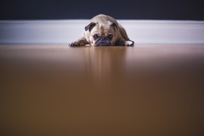 Learn what to do and what not to do if your dog has an accident indoors.