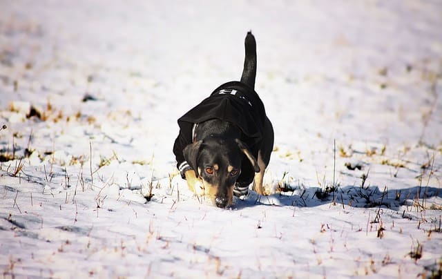 Get your dog used to snow before it becomes a constant presence.