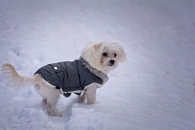 With a weather-proof jacket on, this dog feels less chilly.