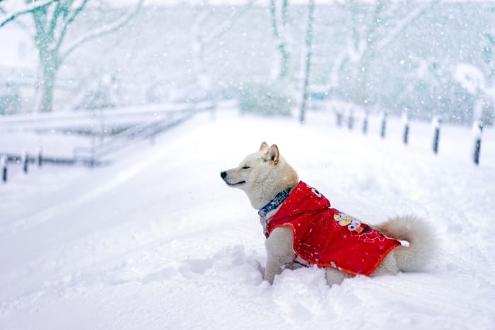 Invest in winter attire.