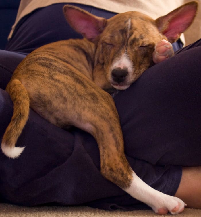7 Amazingly Clean Dog Breeds PetHelpful