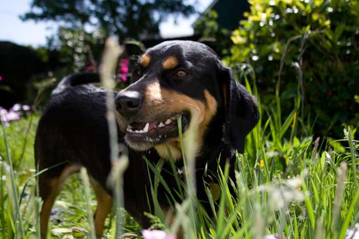 why-you-should-not-trust-dog-food-advisor