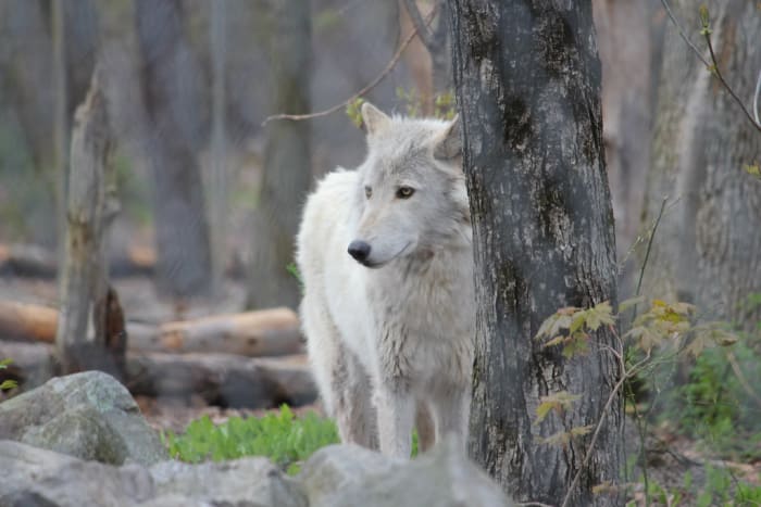 DFA thinks dogs should be fed like wolves.
