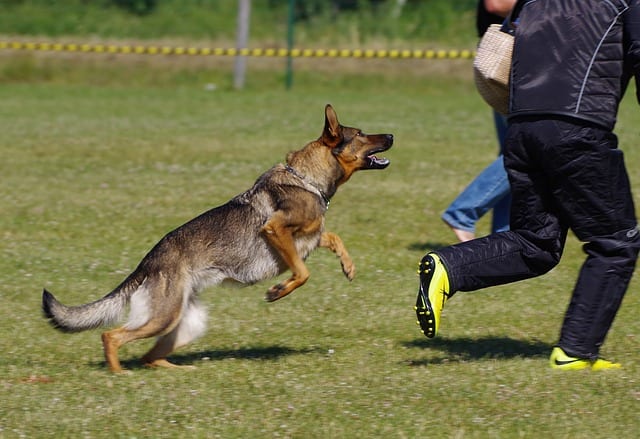 En el deporte de Schutzhund, huir motiva y construye la unidad para que el perro esté más estimulado a "atacar".""attack." 