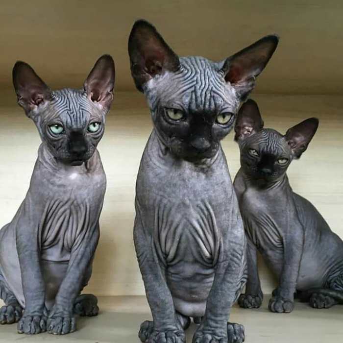 Top 10 Weirdest Cat Breeds PetHelpful
