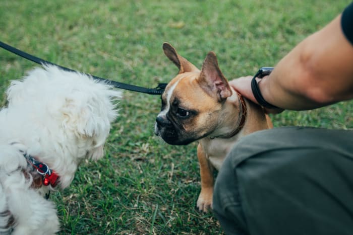 Be patient and give as much allowance as required for your pet to be fully accustomed to the process.