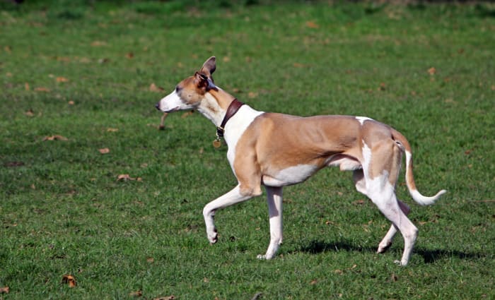 Sight hounds are one of the few breeds where an ideal weight means you can see the last two ribs