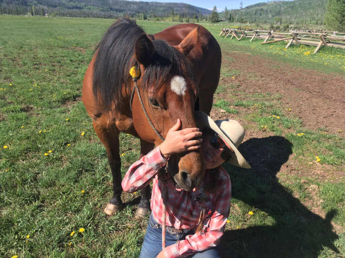 buying-a-horse-5-ways-to-find-the-right-horse-for-you