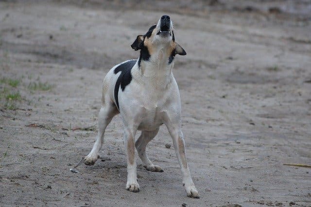 Dogs were selectively bred for barking, something that nowadays is often perceived as a nuisance.