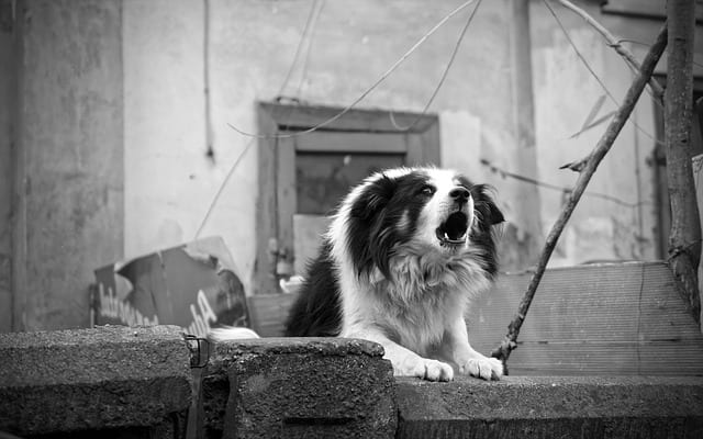 Many dogs reserve their booming barks for discouraging intruders