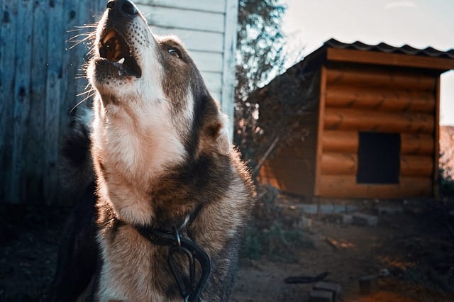 Howling is a vocalization that carries over long distances