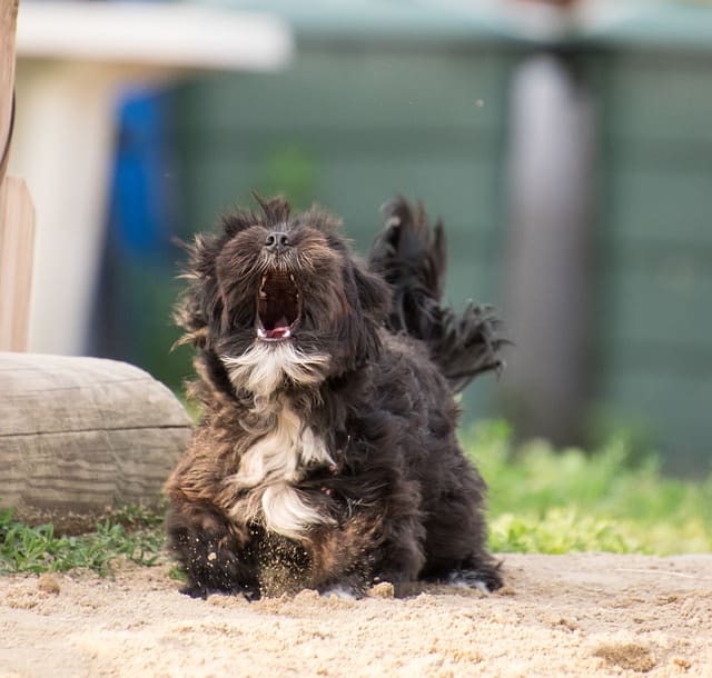 Don't underestimate the bark of smaller dogs.