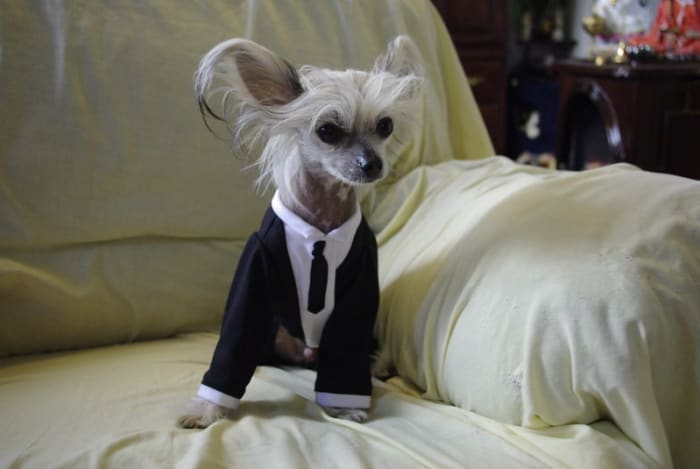 The Chinese Crested does well in apartments and sheds few allergens.