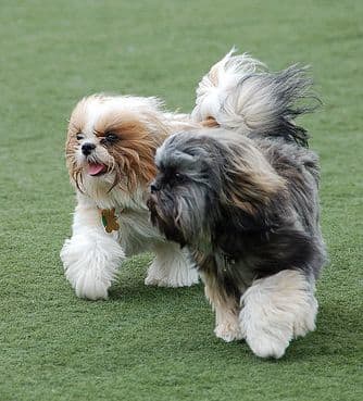 The Shih Tzu does not need much exercise and does not shed much.
