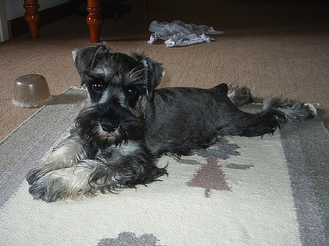 The Miniature Schnauzer is a good apartment dog but does bark a lot.