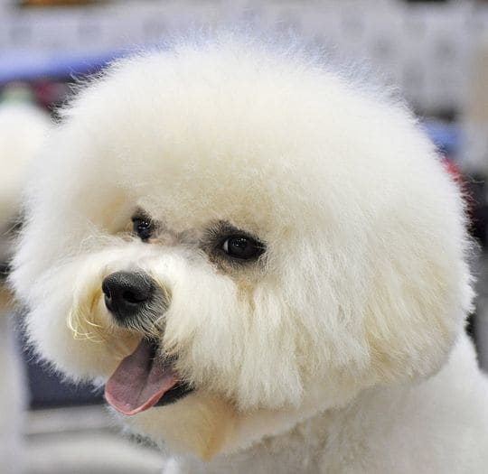 A clean and sturdy dog, the Bichon Frisé is great with kids.
